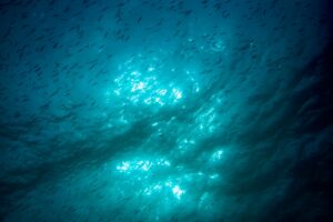 Krill oil or fish oil